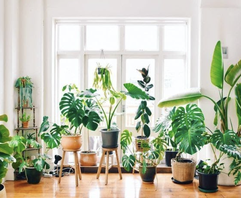 Plantes - decoration